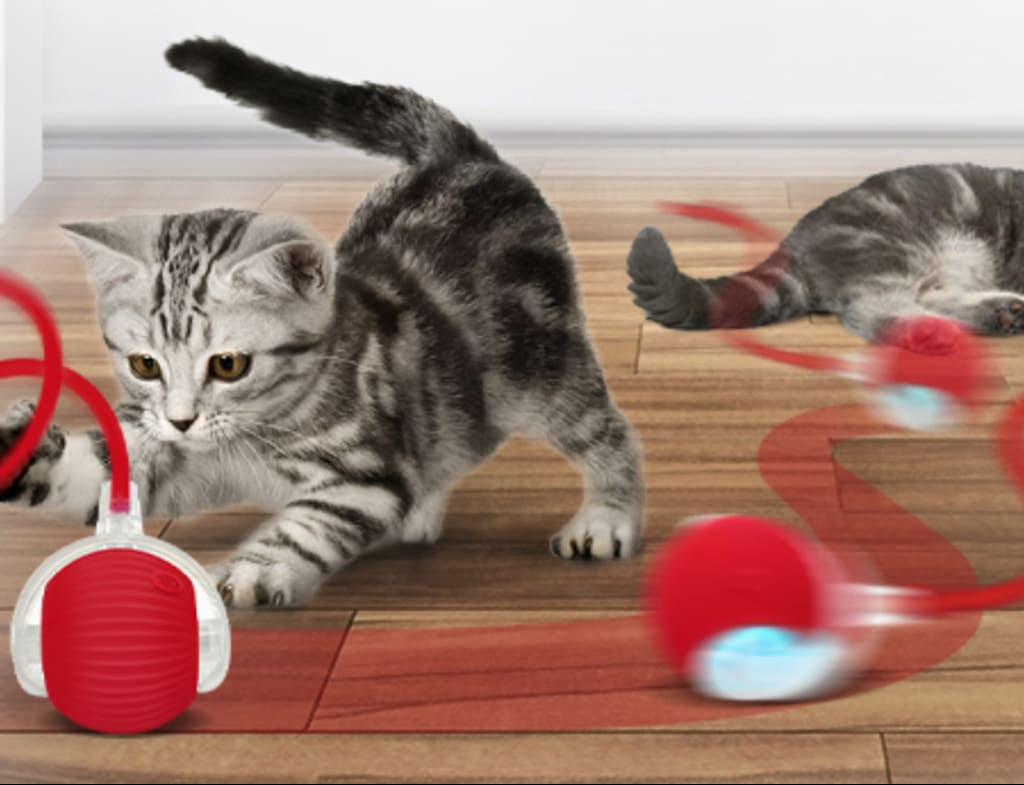 Cat playing with a red toy on a wooden floor, with text 'The best gift for your favorite pet'.